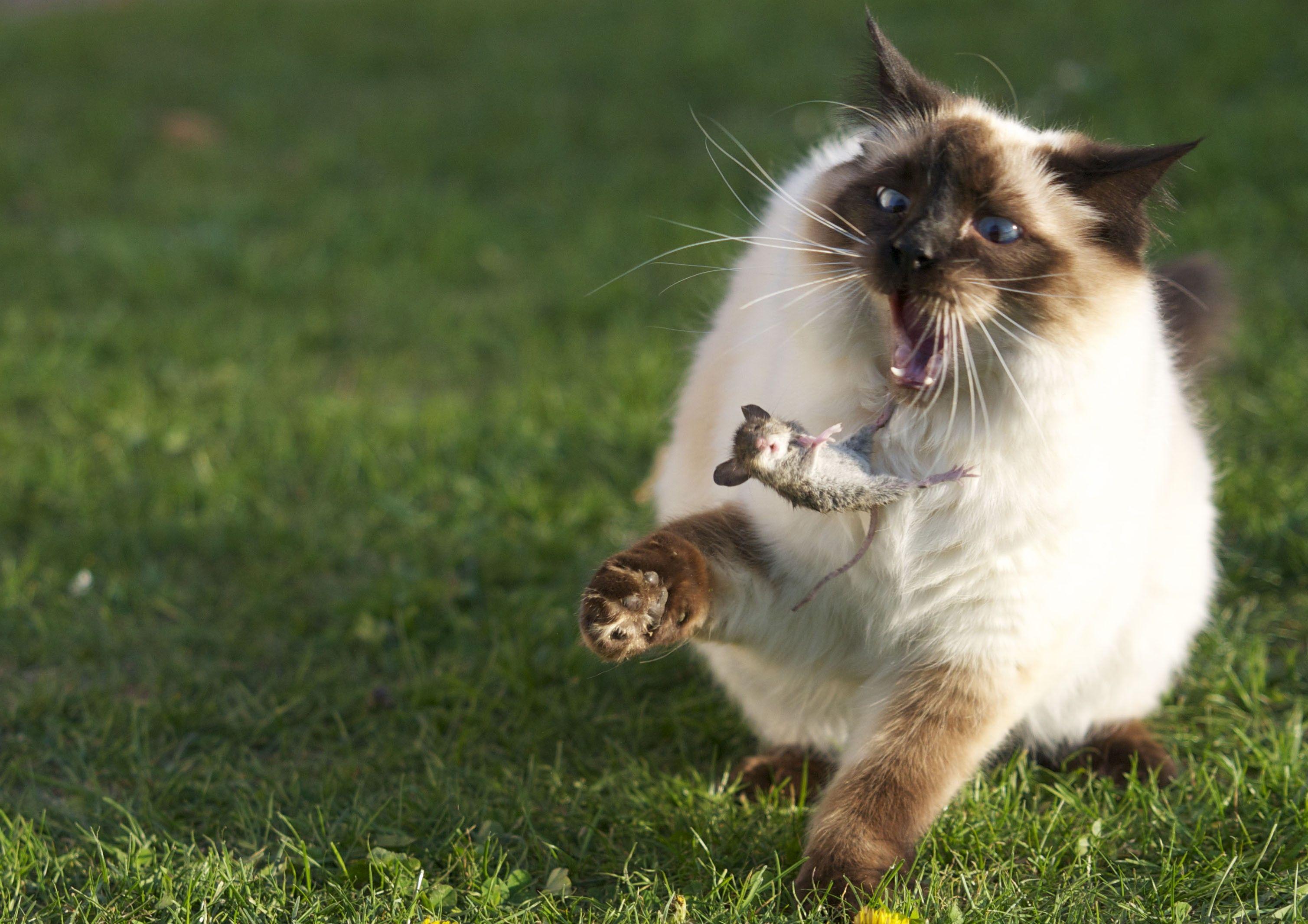 3017x2132 Cute Animal Wallpaper, Puffy, Pet Image, Best Friends