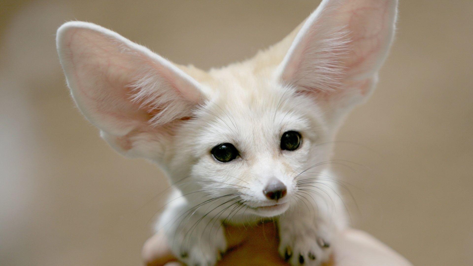 1920x1080 Cute Animal Background