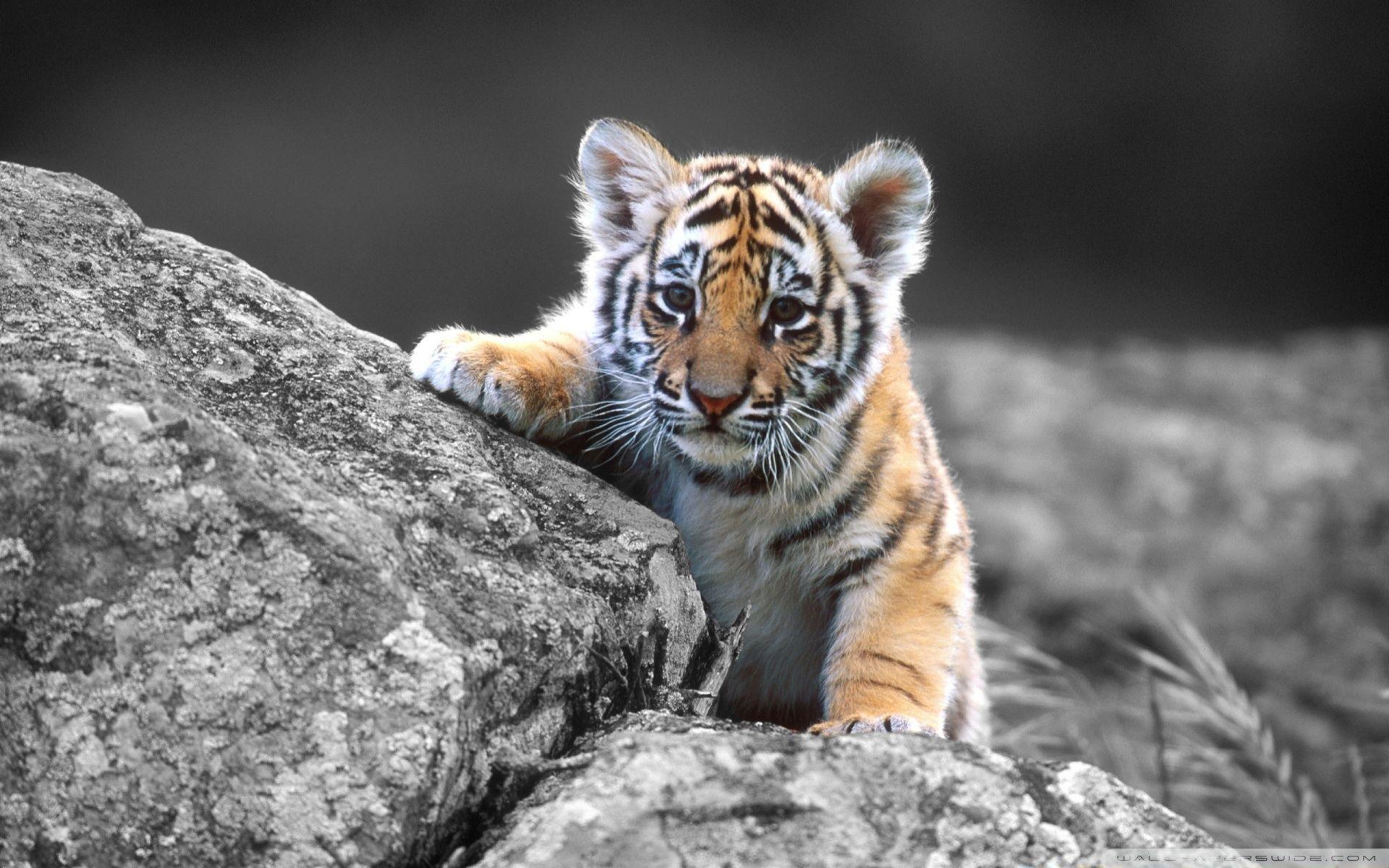 1920x1200 Cute animal wallpaper Gallery. Beautiful and Interesting