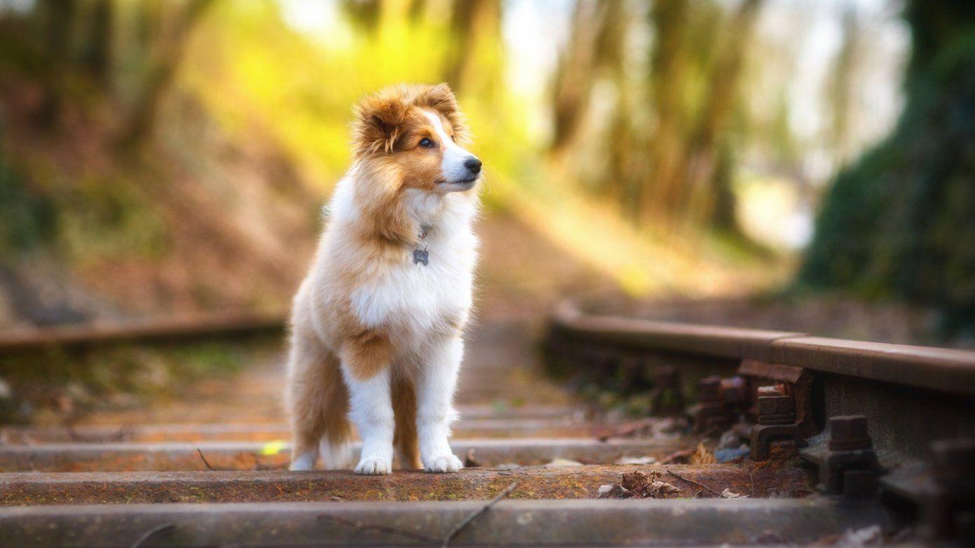 1392x783 Inspirational Cute Animals Image HD. High Definition