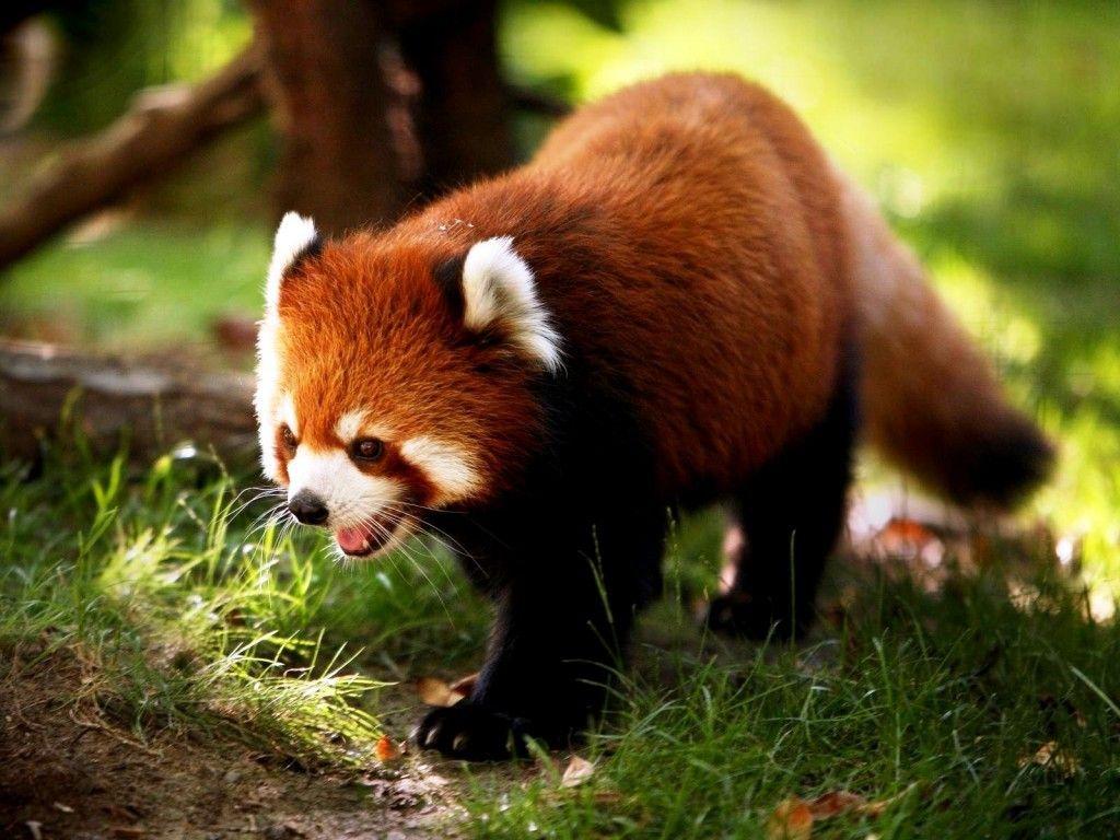 1024x768 Cute Animal Computer Wallpaper