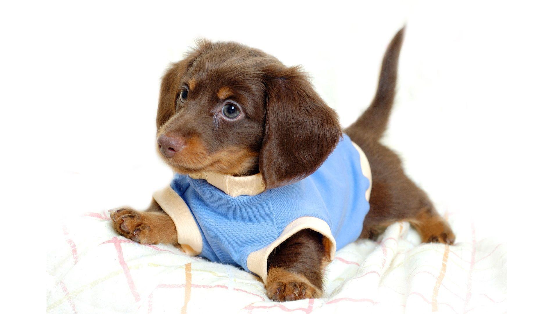 1920x1080 Cute Animal Image