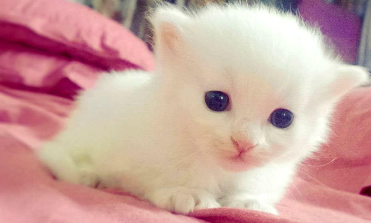 1300x784 Best HD Cute Animal Wallpaper, For Pc & Mac, Laptop