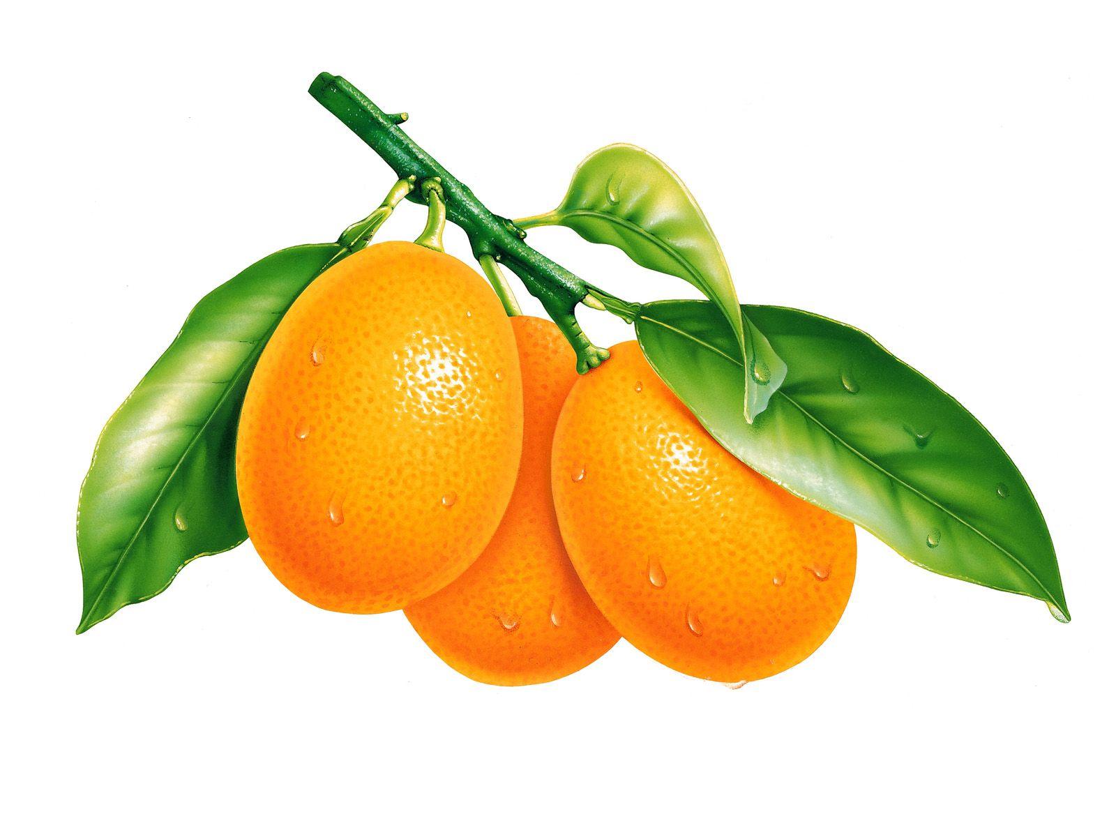 1600x1200 Sibatumanikam: Food Wallpaper