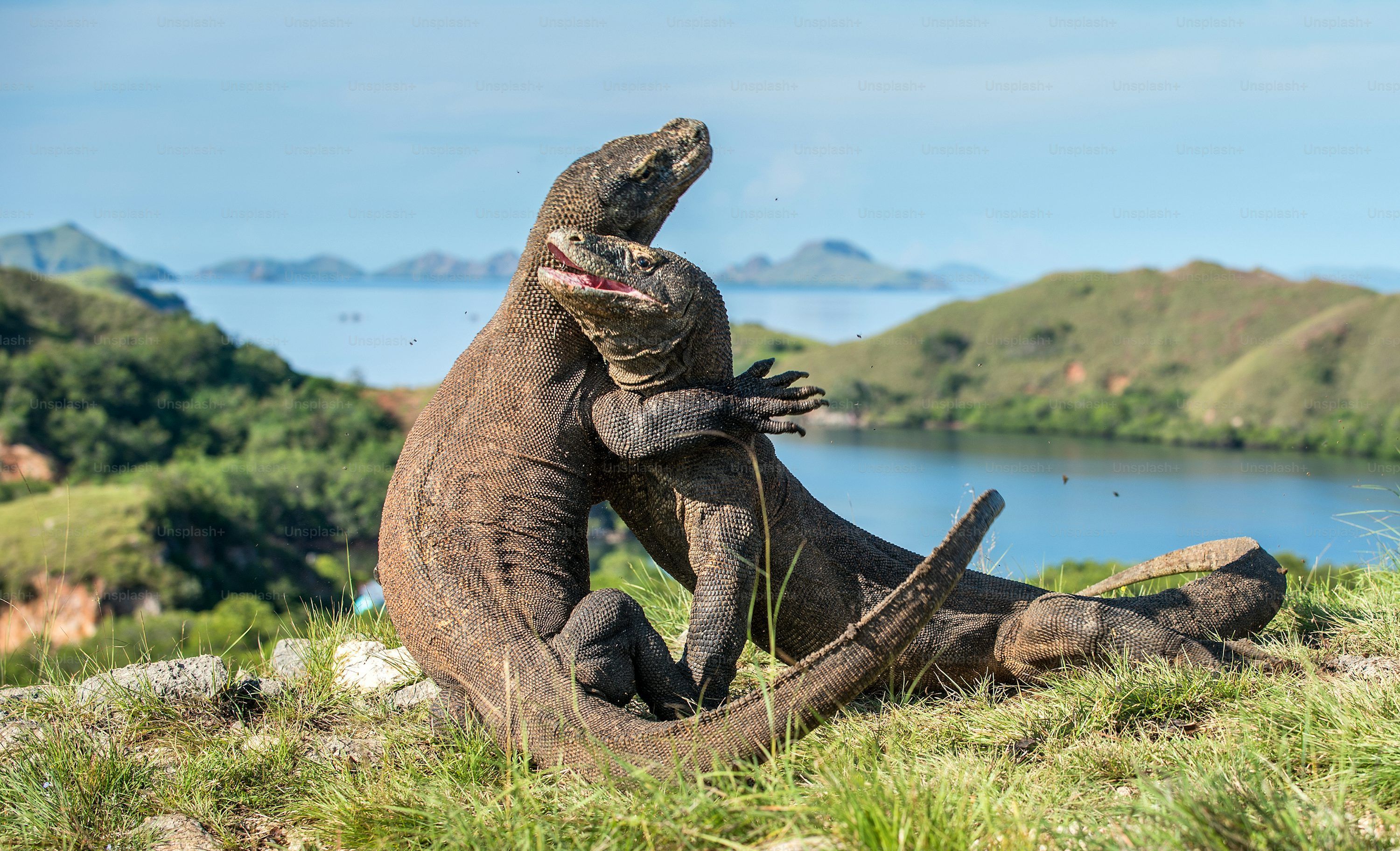 3000x1823 Komodo Island Picture. Download Free