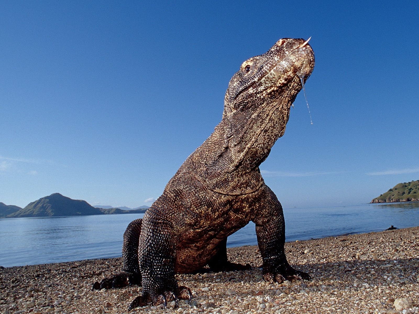 1600x1200 Majestic Komodo Dragon HD Wallpaper