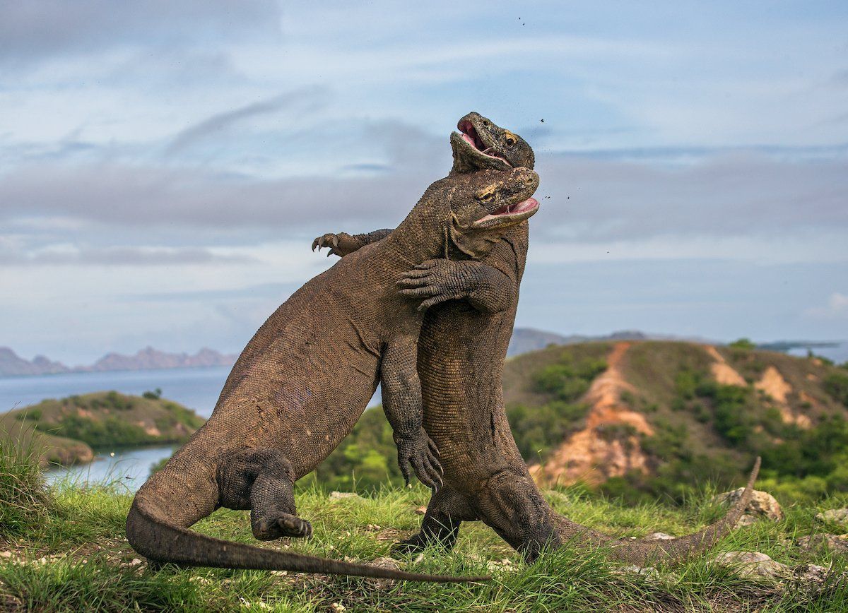 1200x868 Komodo Dragon