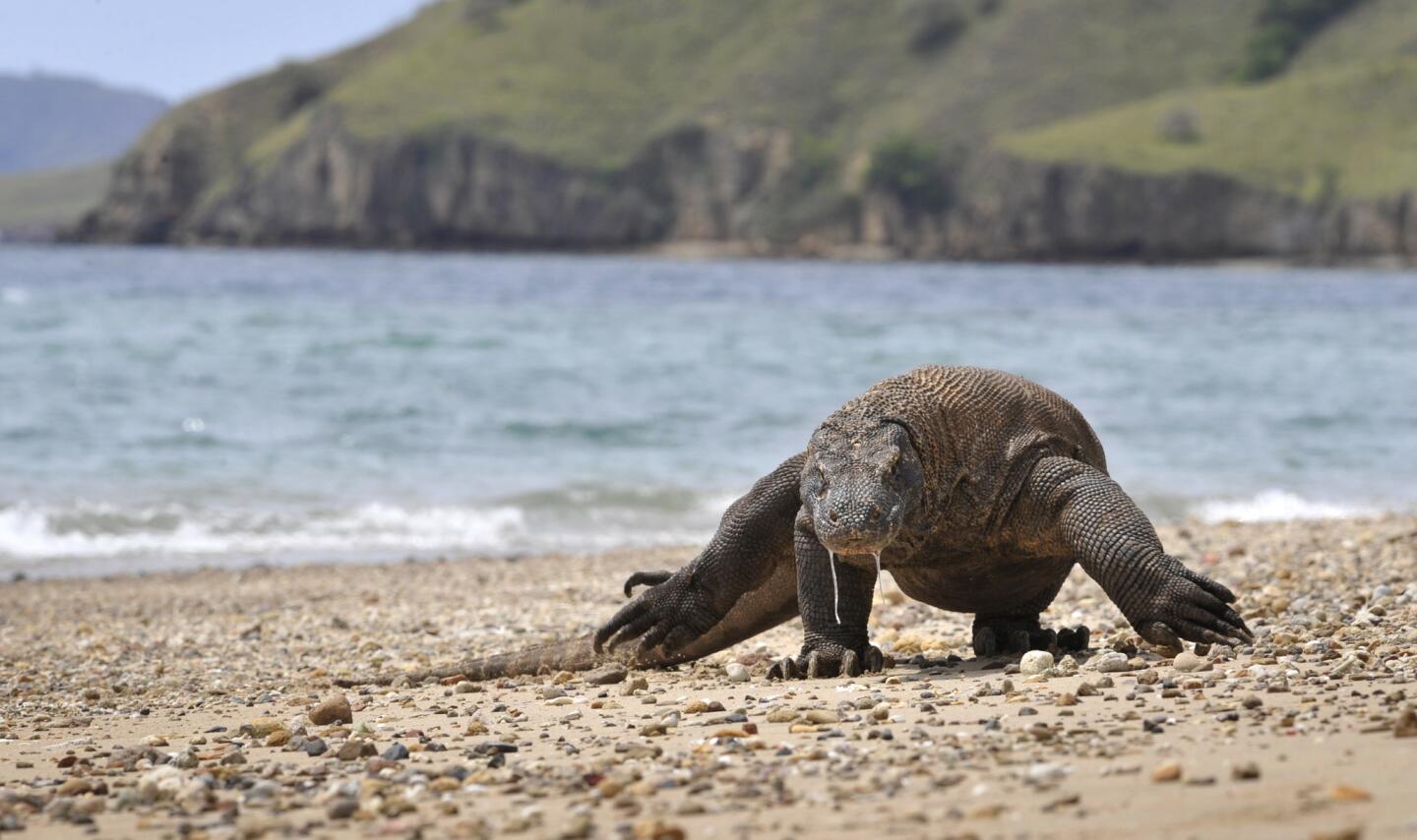 1440x854 Offbeat Traveler: Komodo National Park