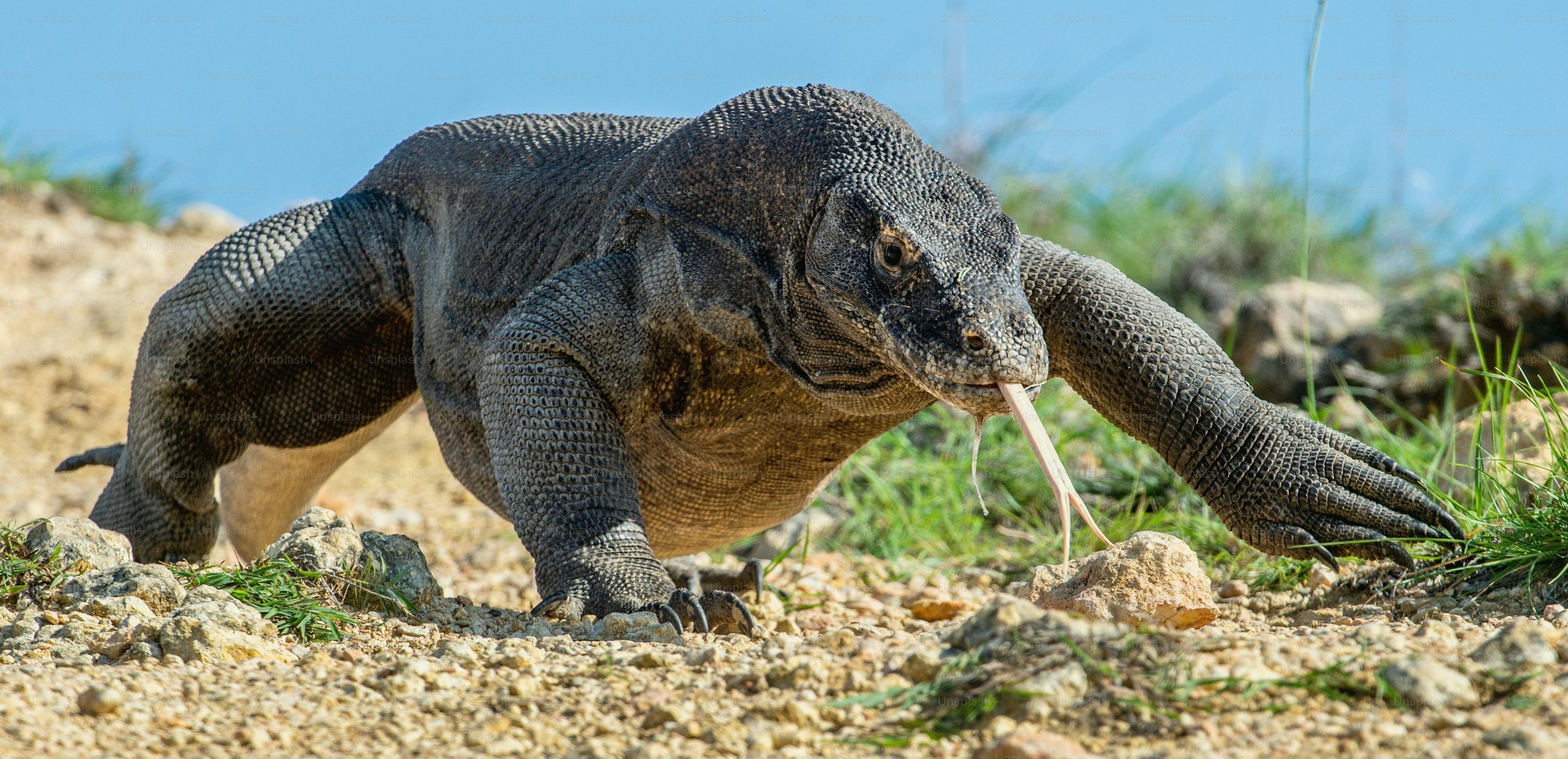 3000x1452 Komodo Dragon Picture. Download Free