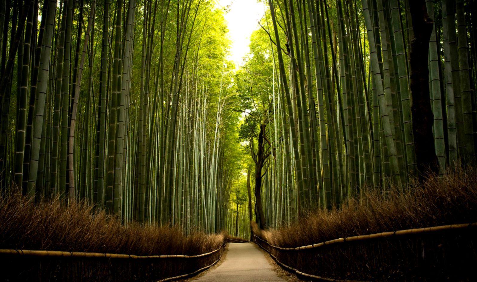 1596x945 Bamboo Forest Wallpaper