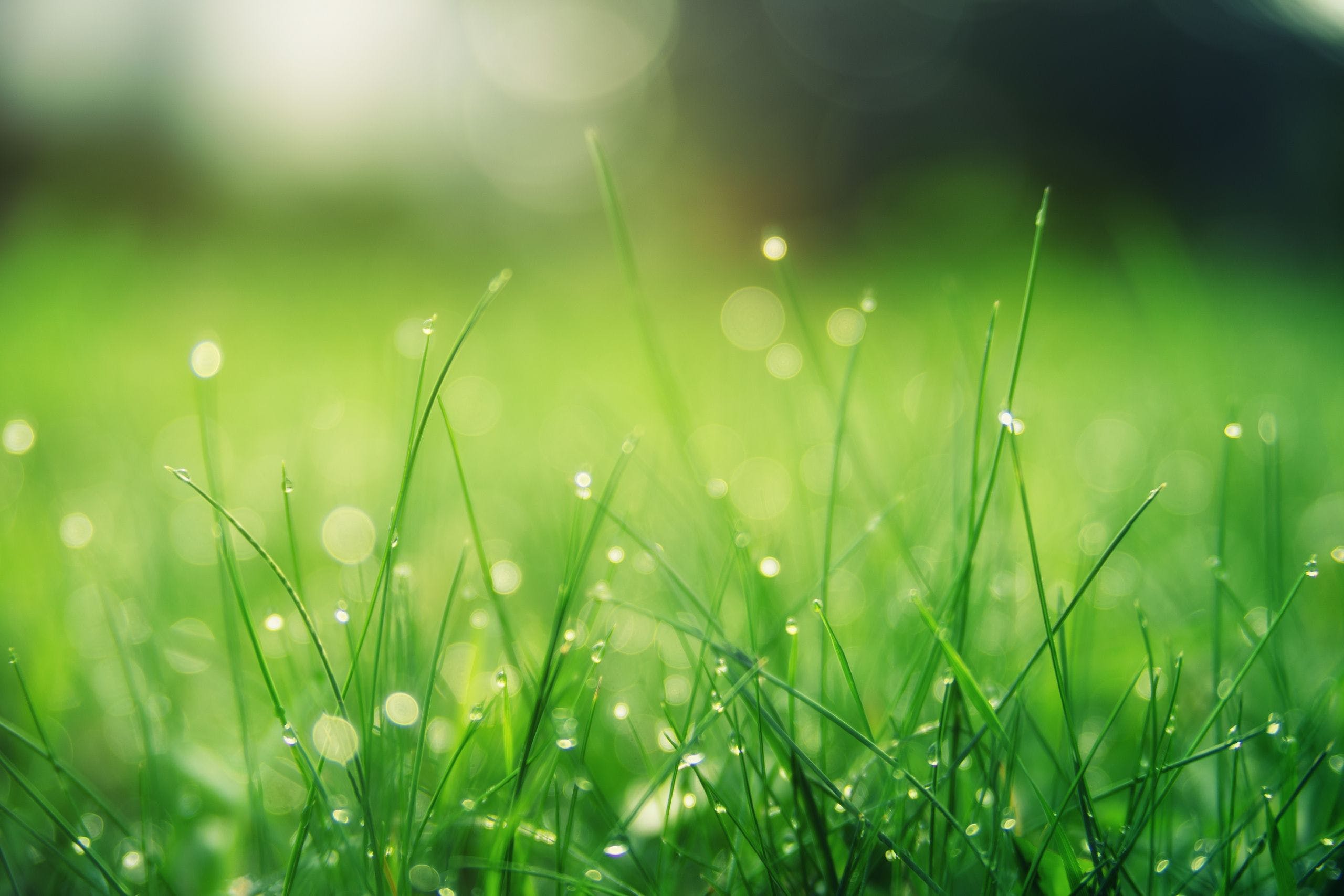 Grass Wallpapers Top Free Grass Backgrounds WallpaperAccess Grass Wallpapers Top Free Grass Backgrounds WallpaperAccess