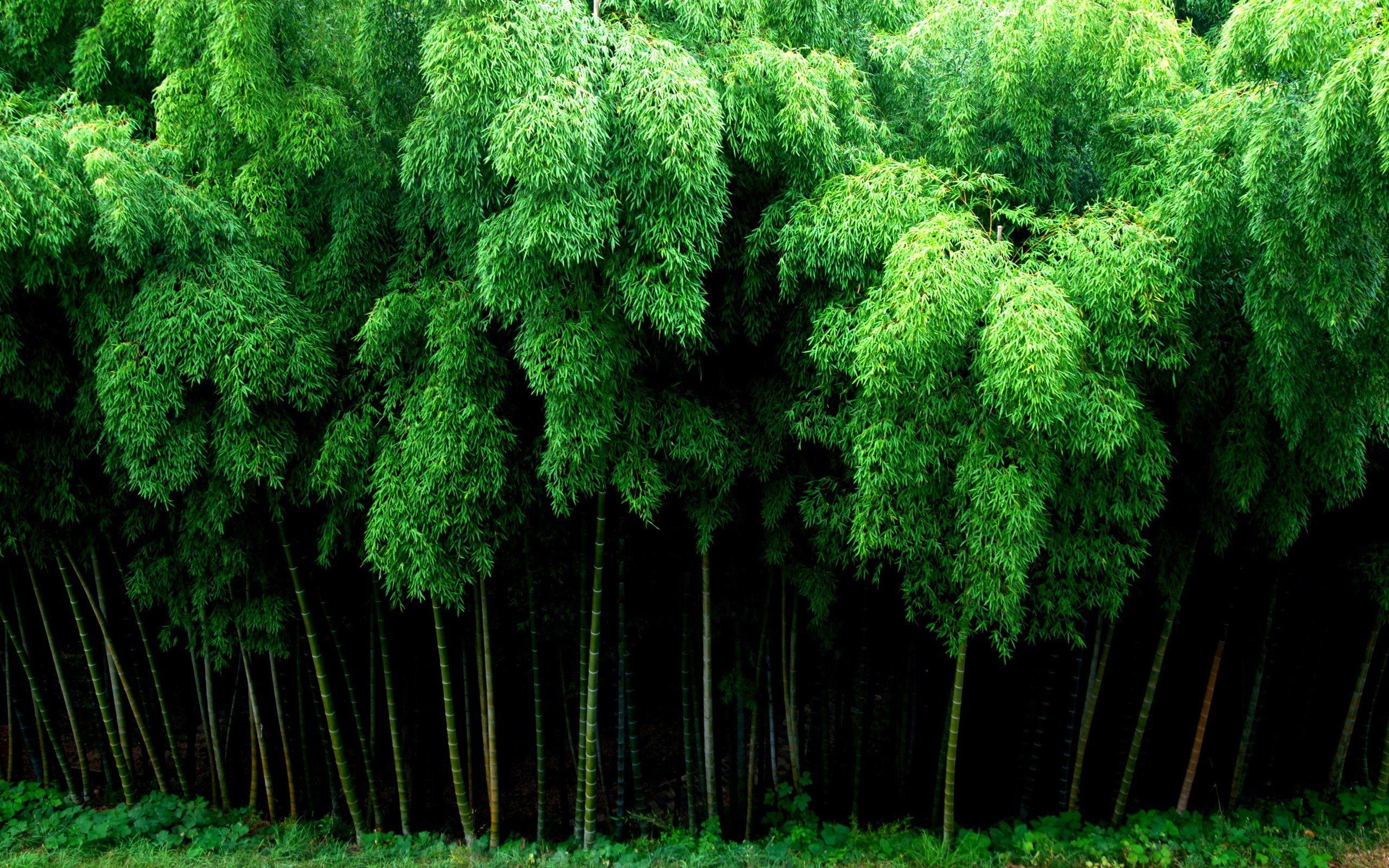 Bamboo Forest Wallpapers - Top Free Bamboo Forest Backgrounds