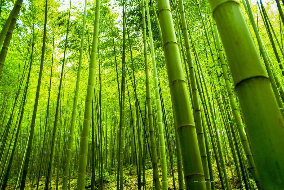 Bamboo Forest Wallpapers - Top Free Bamboo Forest Backgrounds ...