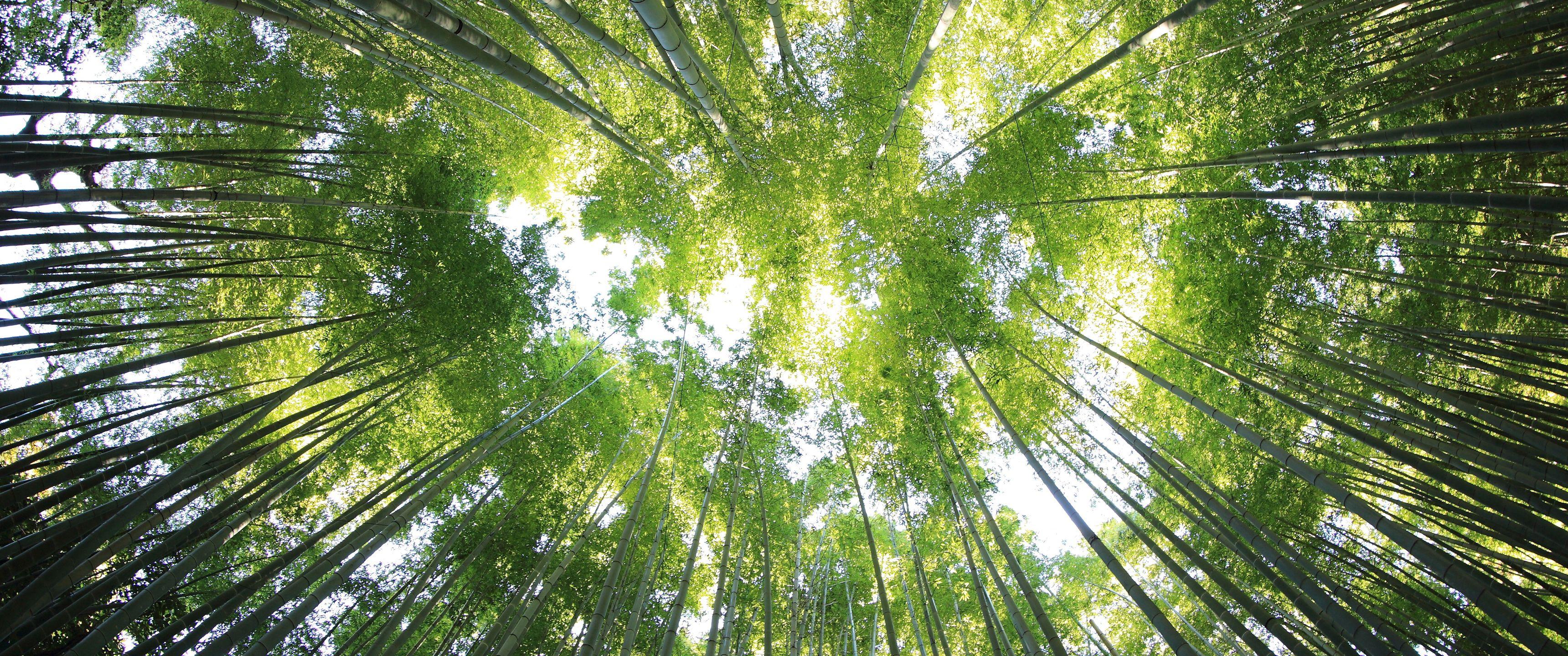 3440x1440 Bamboo Forest 21:9 Wallpaper. Ultrawide Monitor 21:9 Wallpaper