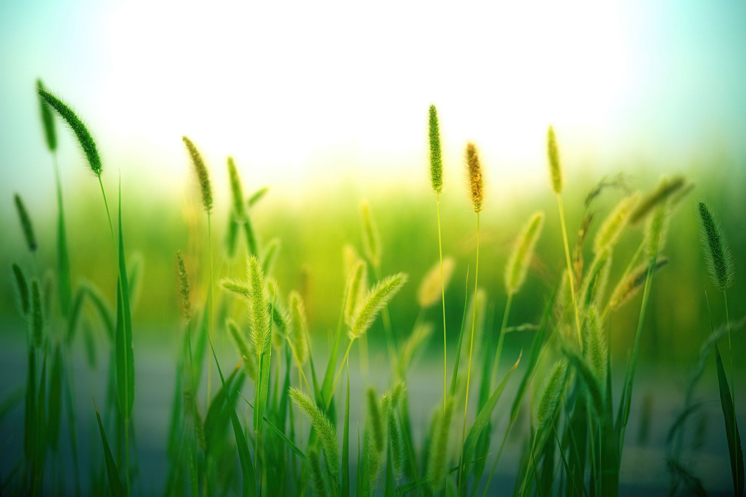 Hình nền cỏ ngũ cốc lúa mì 2560x1707 HD