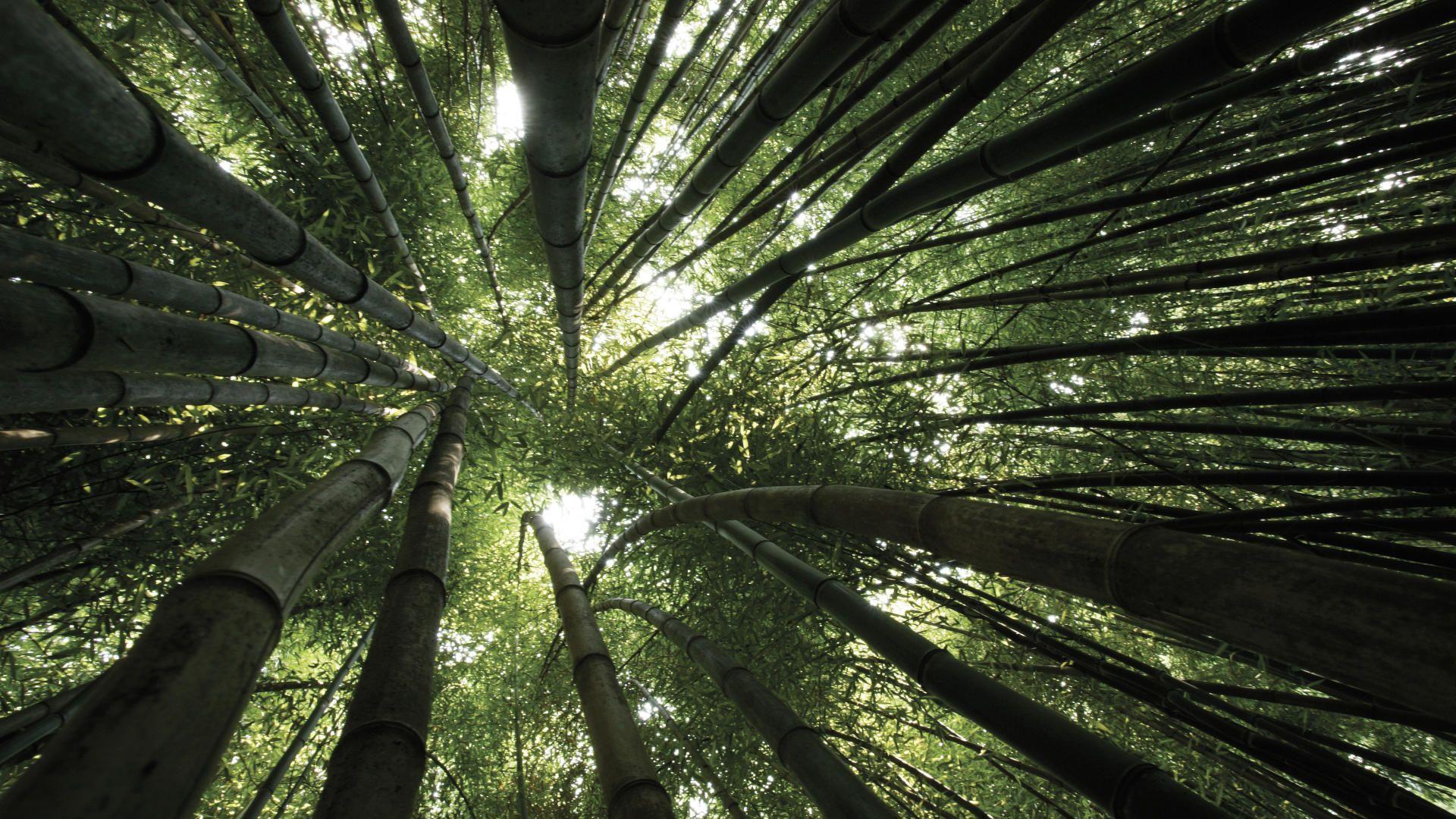 1920x1080 Bamboo Forest Background for Desktop