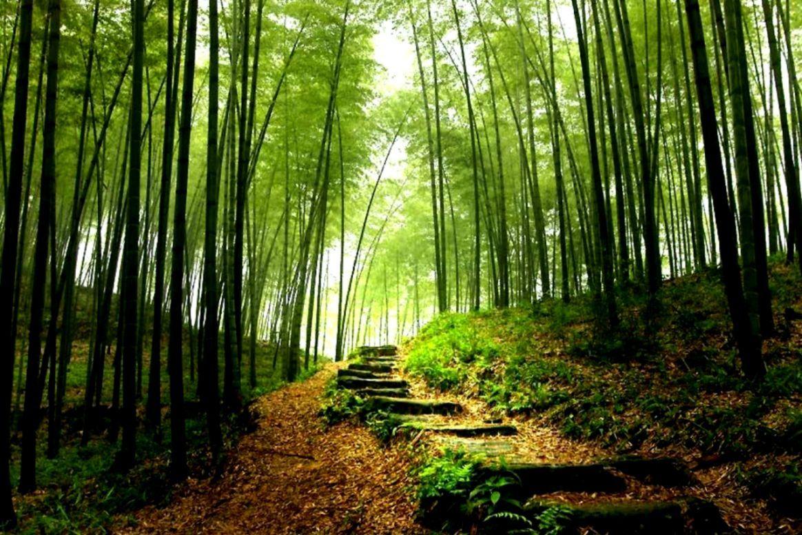 1164x776 Bamboo Forest Wallpaper