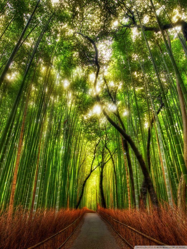 768x1024 Bamboo Forest ❤ 4K HD Desktop Wallpaper for • Dual Monitor