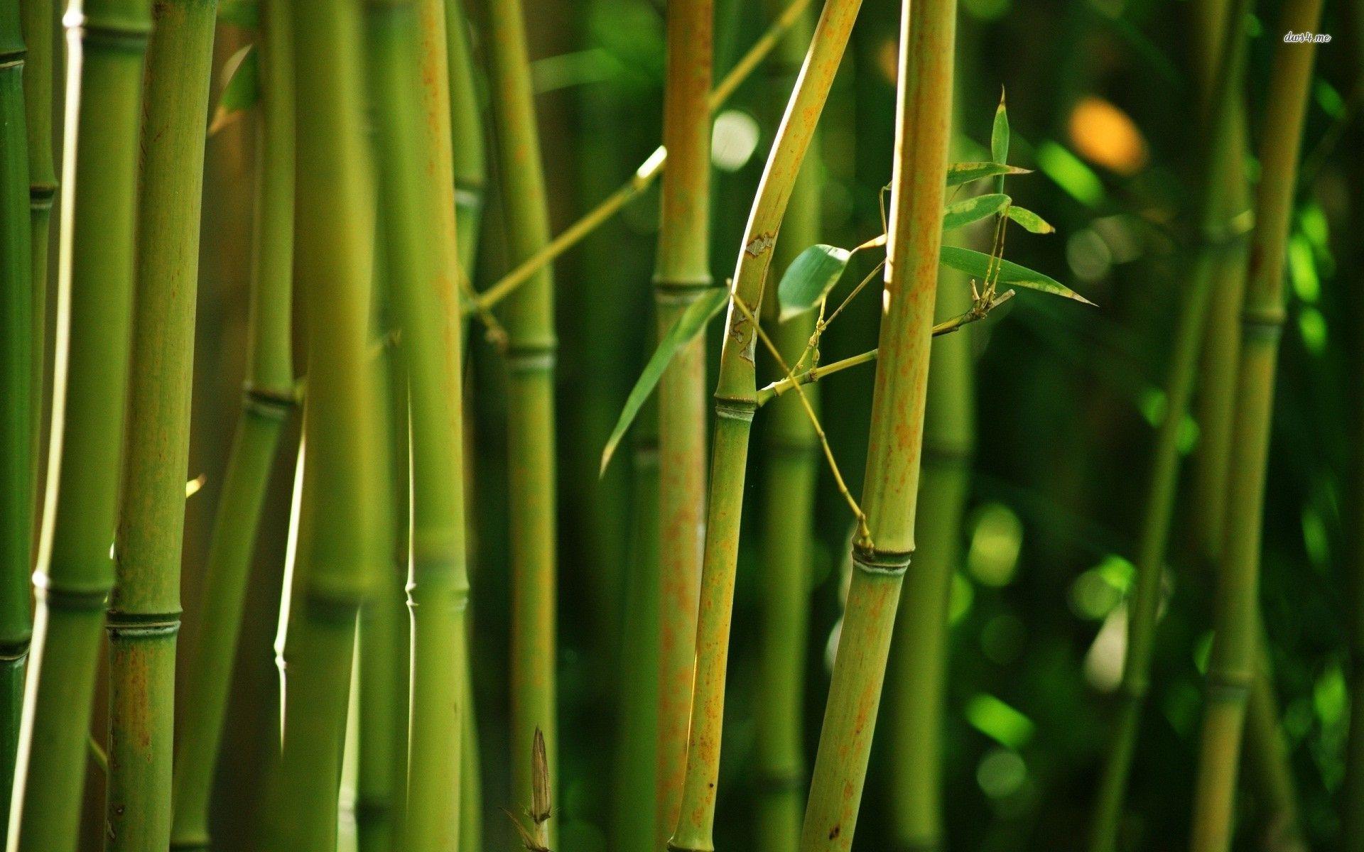 Bamboo Forest Wallpapers Top Free Bamboo Forest Backgrounds