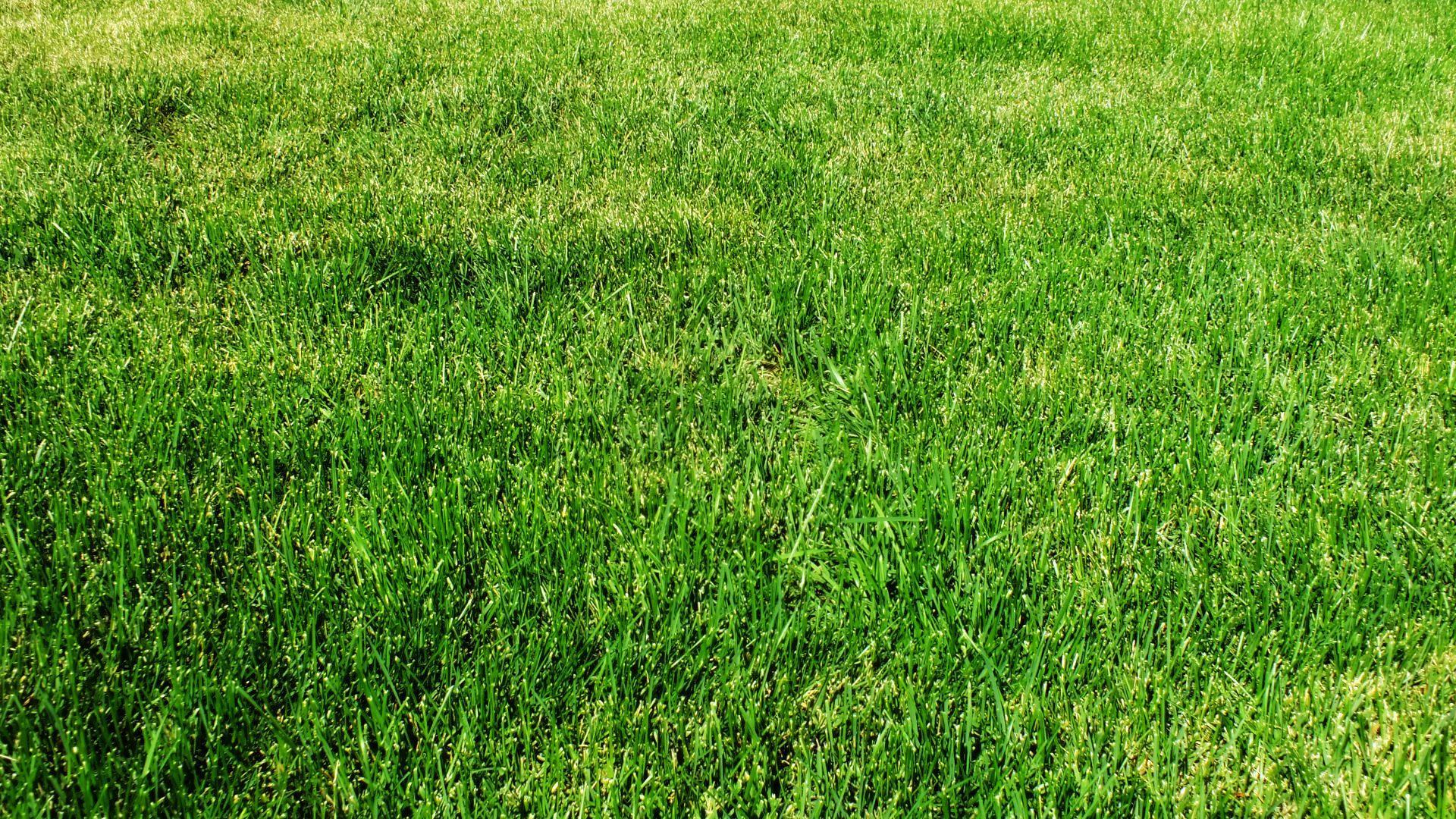 1920x1080 Ultra HD Grass Hình nền # Z27NG93