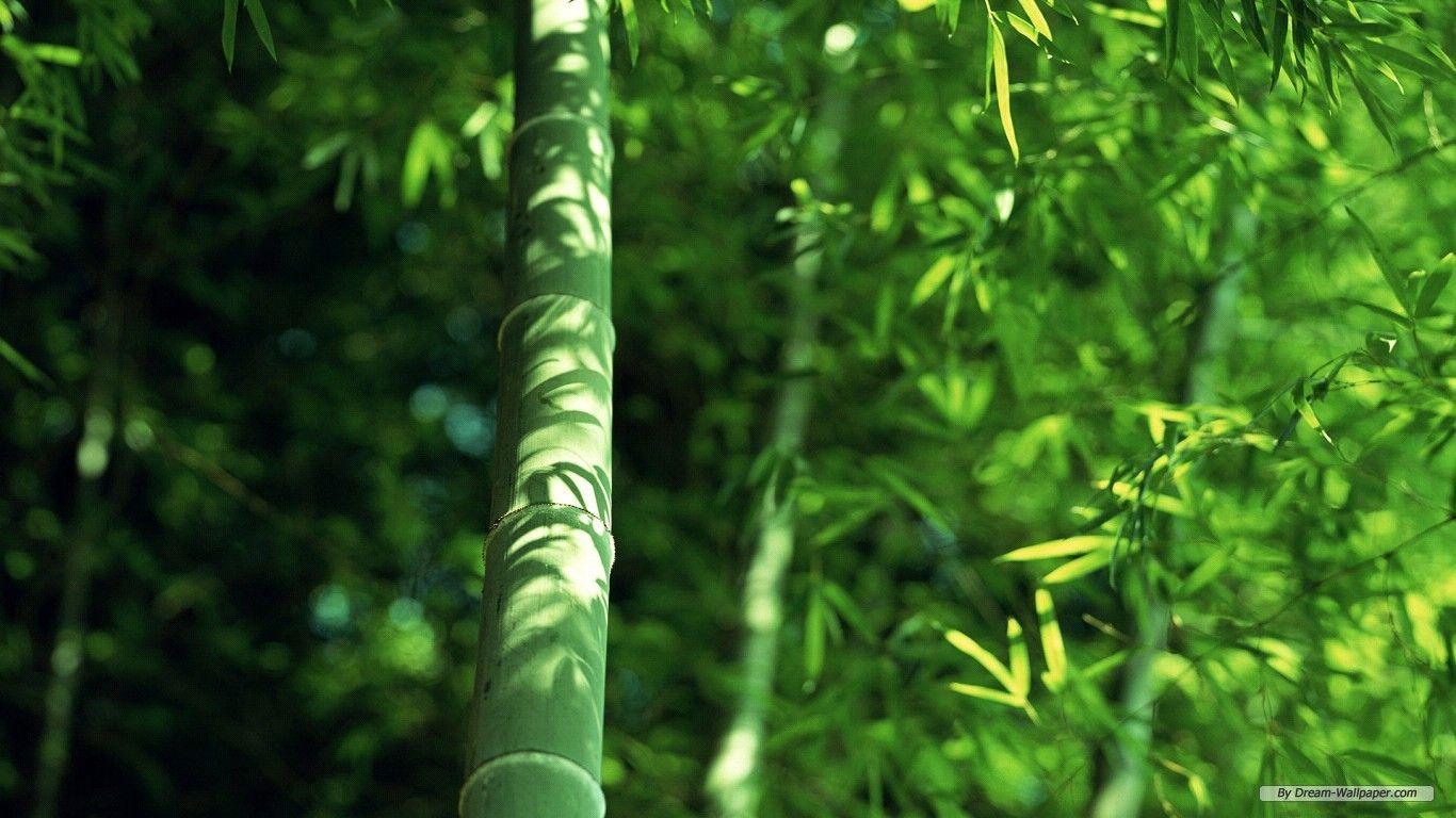 1366x768 Free Wallpaper Nature wallpaper Forest