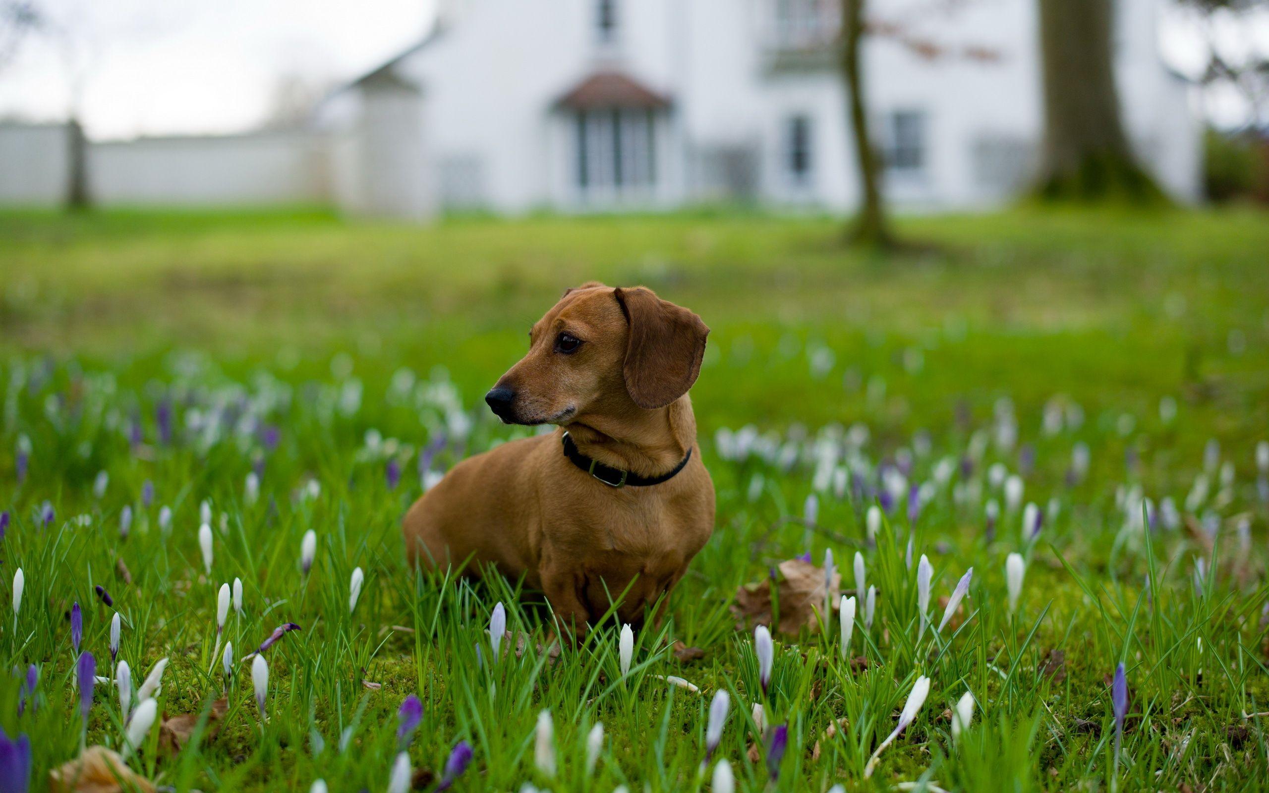 Dachshund Wallpapers - Top Free Dachshund Backgrounds - WallpaperAccess
