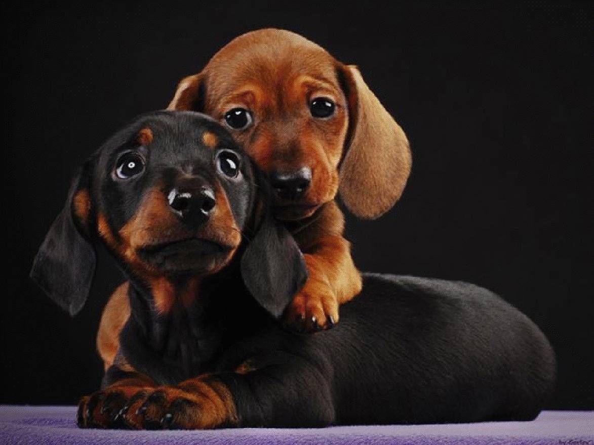Dachshund Wallpapers - Top Free Dachshund Backgrounds - WallpaperAccess