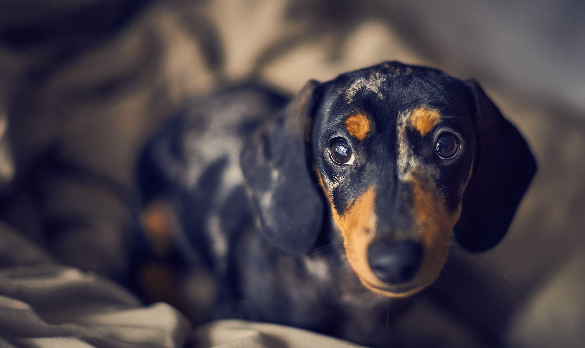 Dachshund Wallpapers - Top Free Dachshund Backgrounds - WallpaperAccess