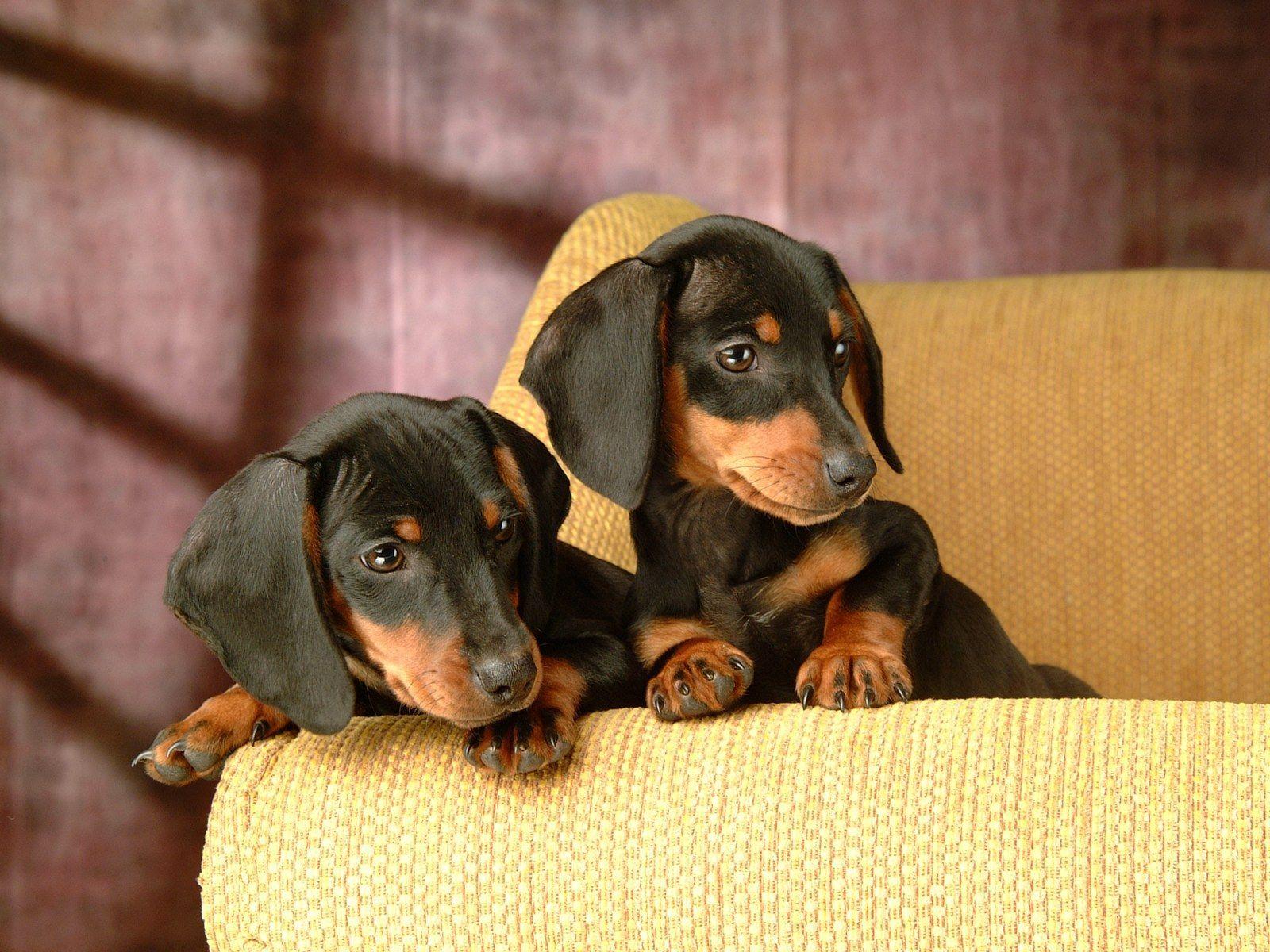 Dachshund Wallpapers  Wallpaper Cave