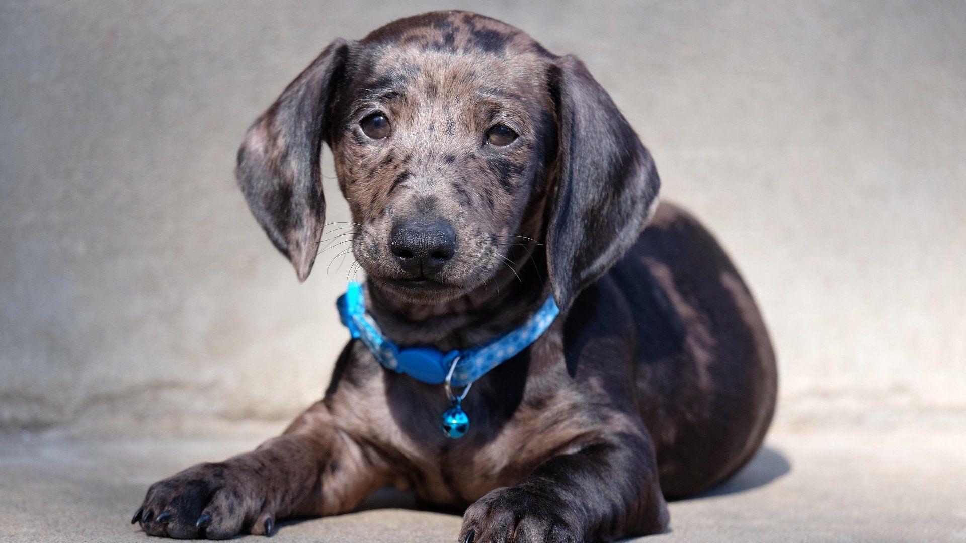 1920x1080 Dachshund Wallpaper Background