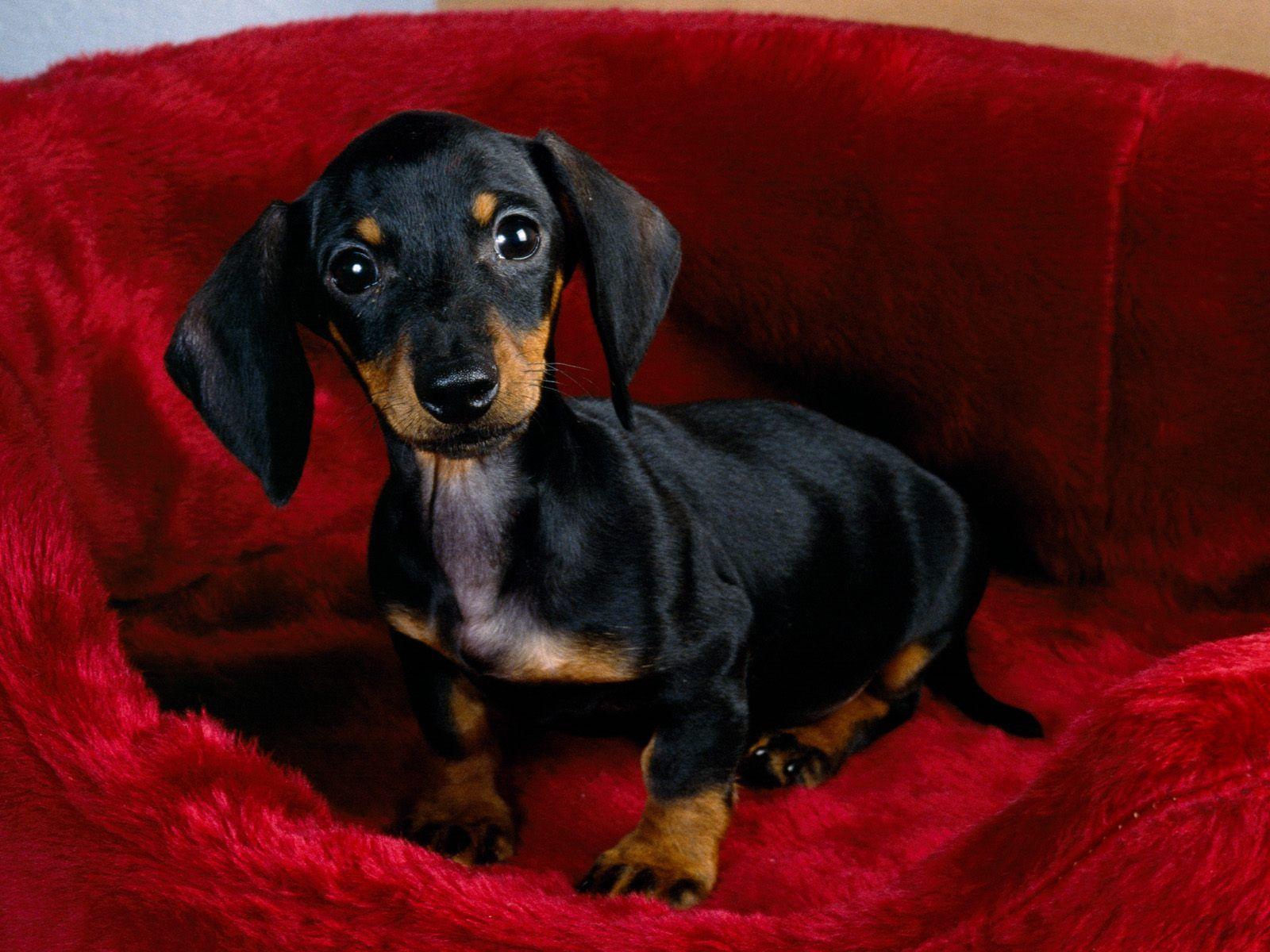 1600x1200 Dachshund dog in a red basket photo and wallpaper. Beautiful