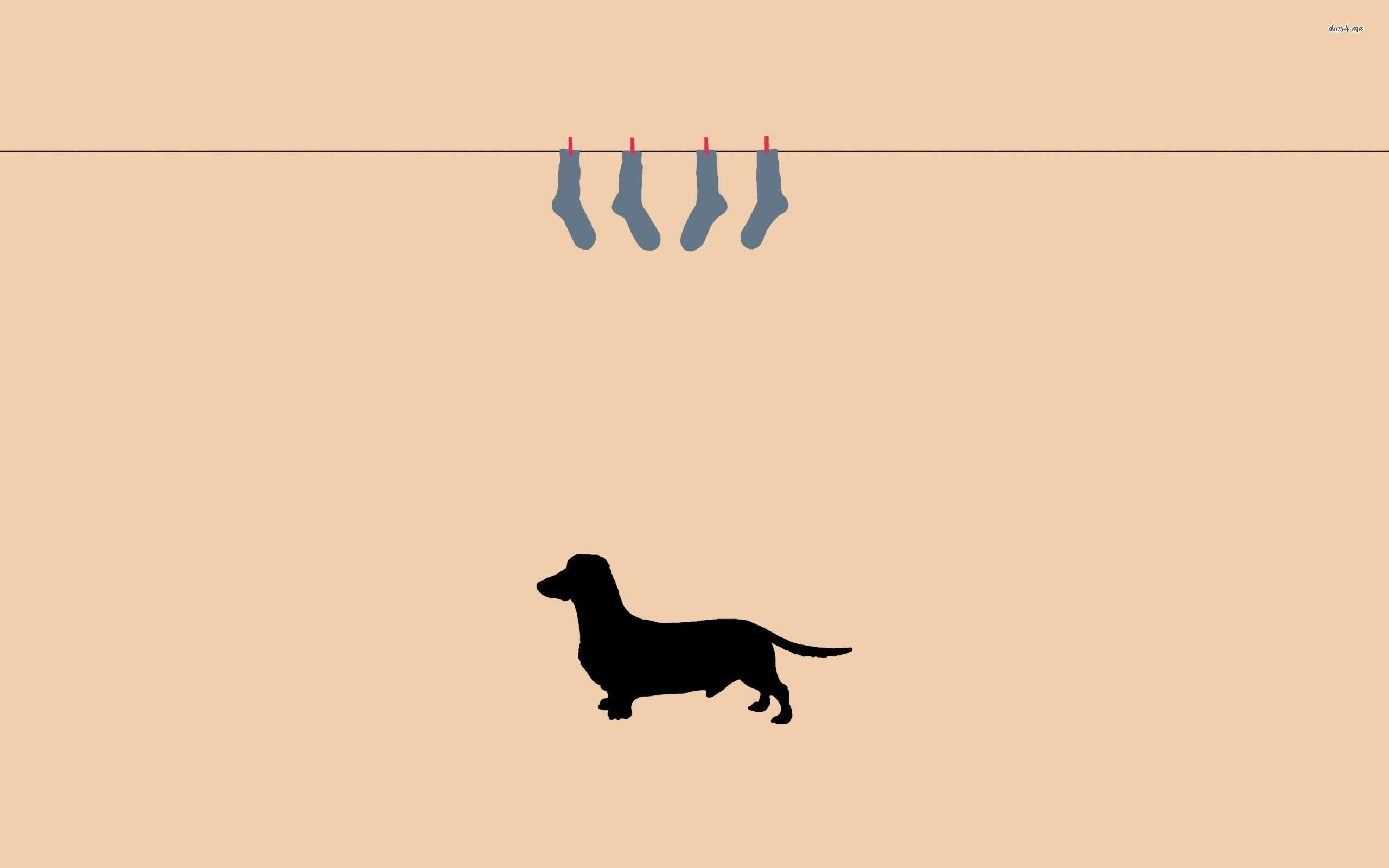 2560x1600 Dachshund Wallpaper