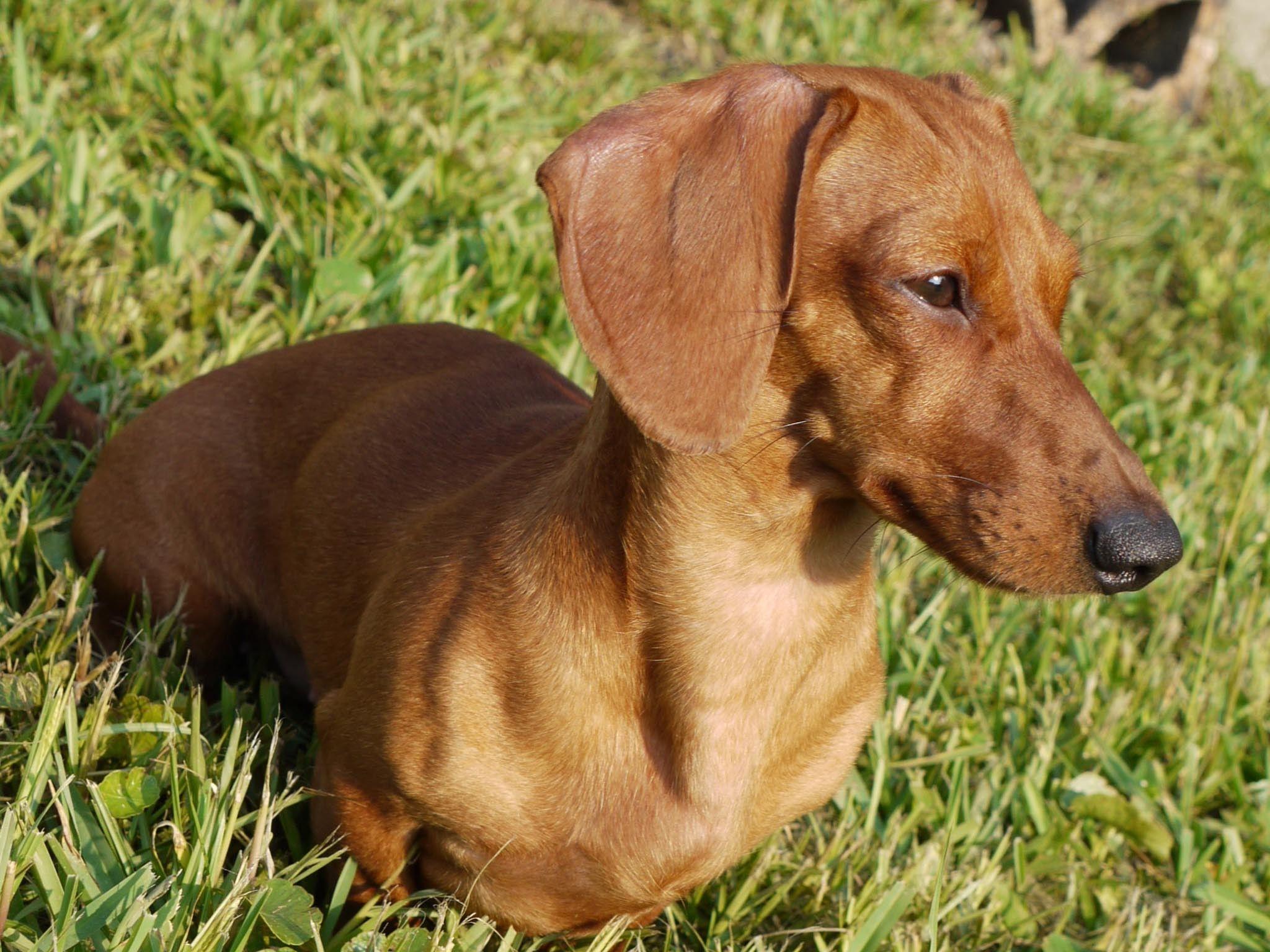 2048x1536 Weiner Dog Wallpaper