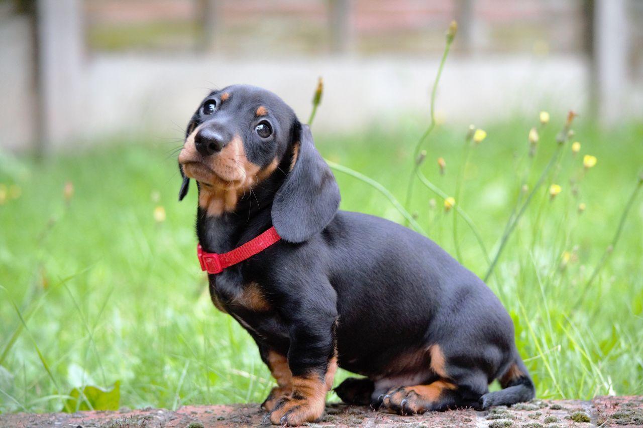 1280x853 Dachshund wallpaper, Animal, HQ Dachshund pictureK