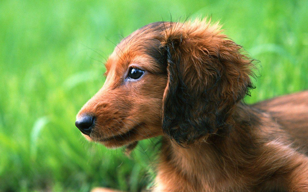 1280x800 Miniature Dachshund Puppies Wallpaper Miniature