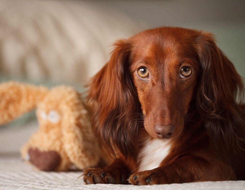 1024x792 Dachshund Android Wallpaper Desktop Background
