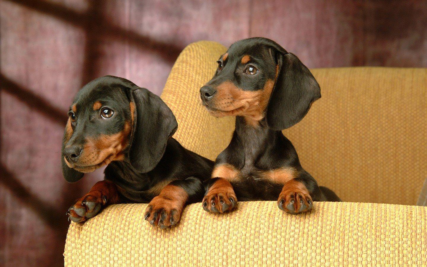 1440x900 mini ature dachshunds. Miniature Dachshund Puppies