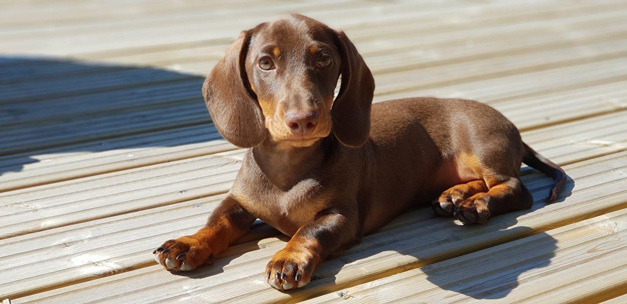 1280x622 Desktop Wallpaper Puppy Dachshund Dogs Lying down Brown