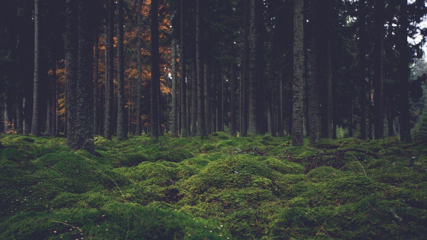 Green forest, forest, 1366x768, green, HD wallpaper