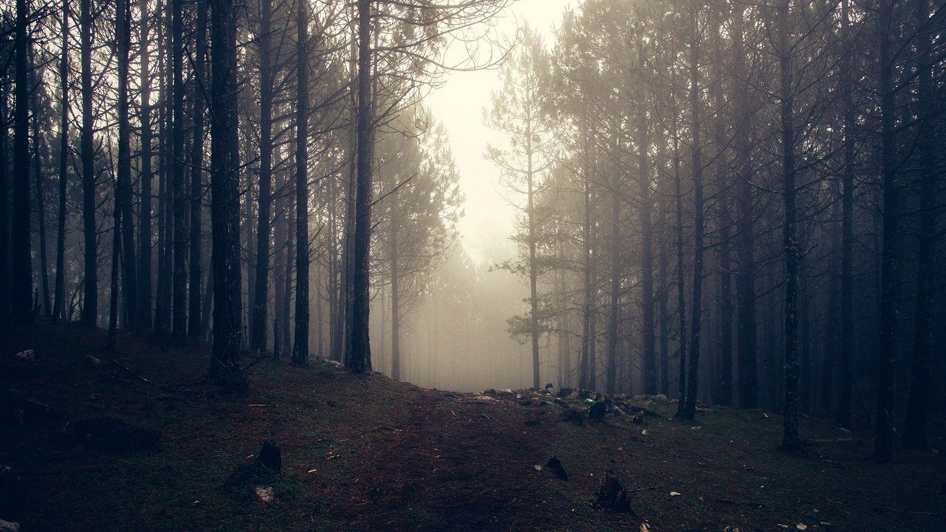 1366x768 Download wallpaper 1366x768 trees, fog, forest tablet
