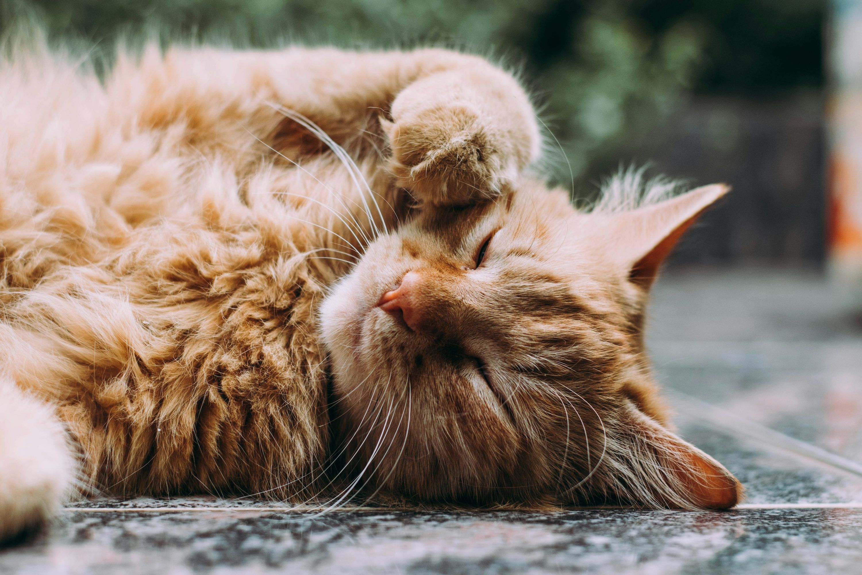 3000x2000 Cat Wallpaper: Free HD Download