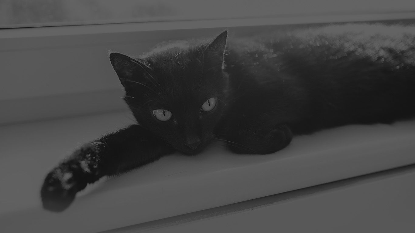 1366x768 Black Cat Animal Cute Watching Dark Bw