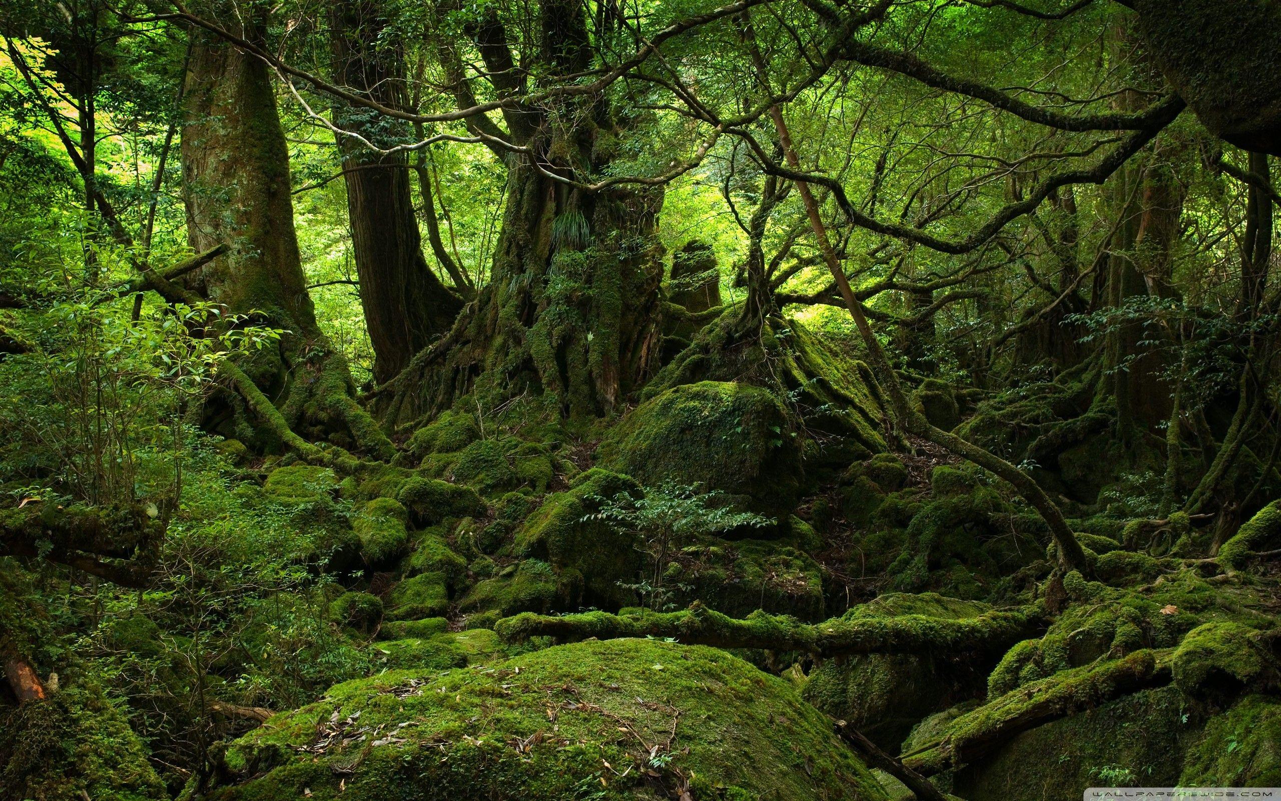 Rainy Forest Wallpapers Top Free Rainy Forest Backgrounds Rainy Forest Wallpapers Top Free Rainy Forest Backgrounds
