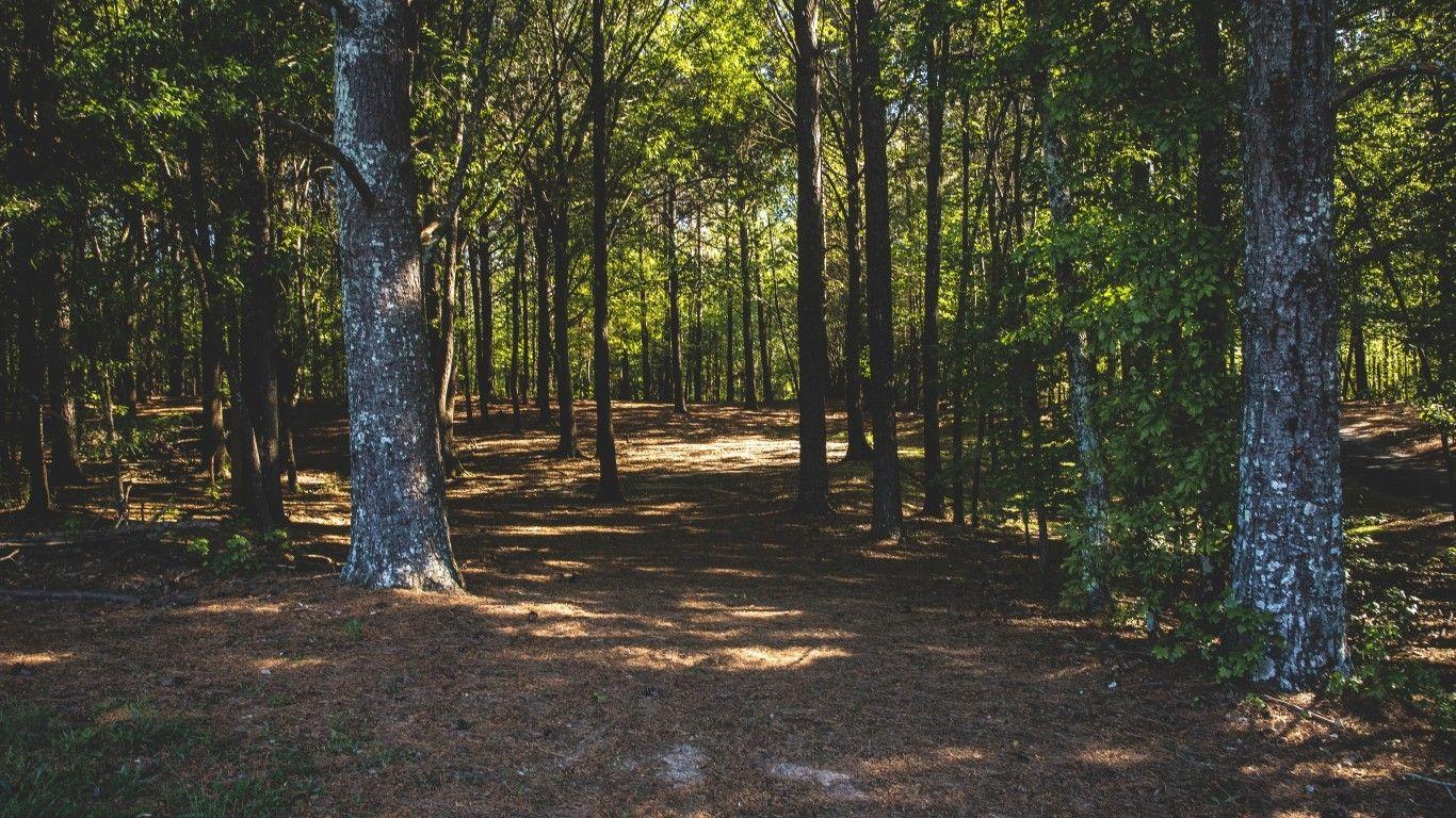 1366x768 Download 1366x768 Forest, Path, Trees, Leaves Wallpaper