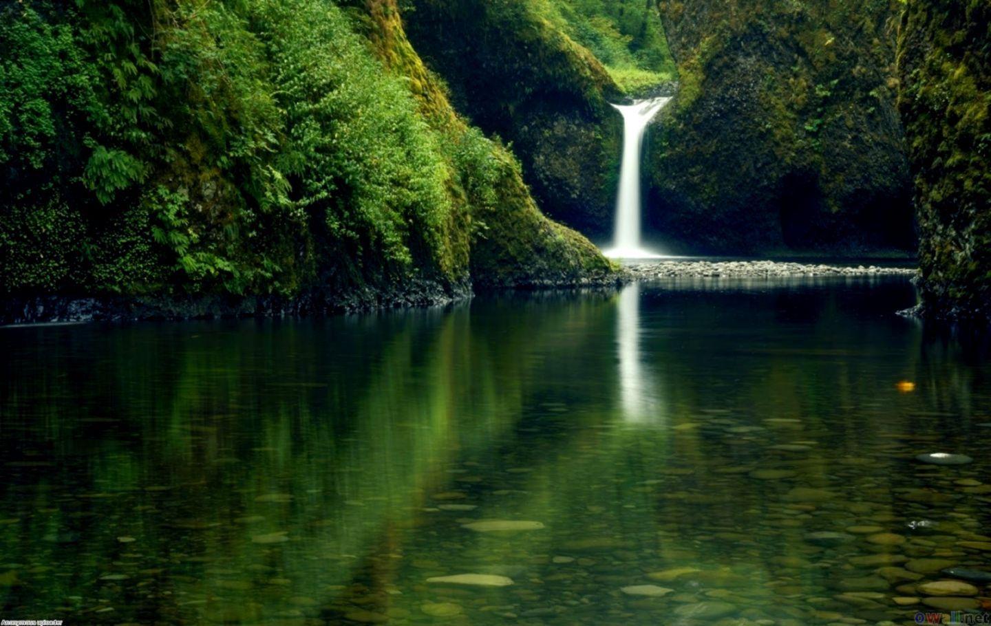 1440x910 Hd Nature Forest Wallpaper