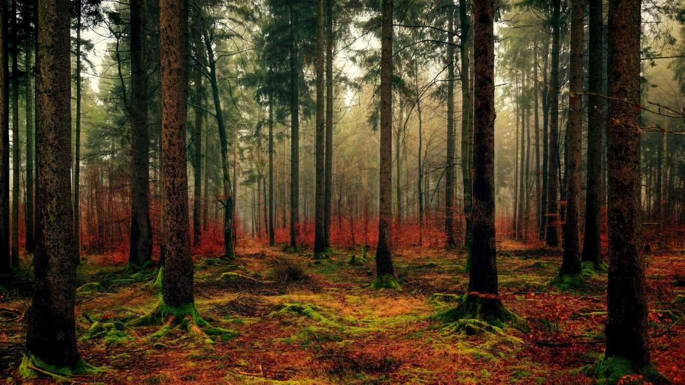 1366x768 Download 1366x768 wallpaper forest, haze, moss, nature, tree