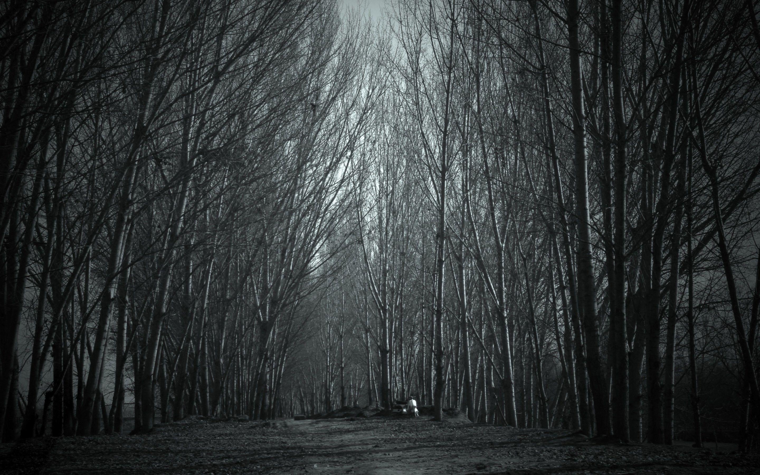 scary woods wallpaper