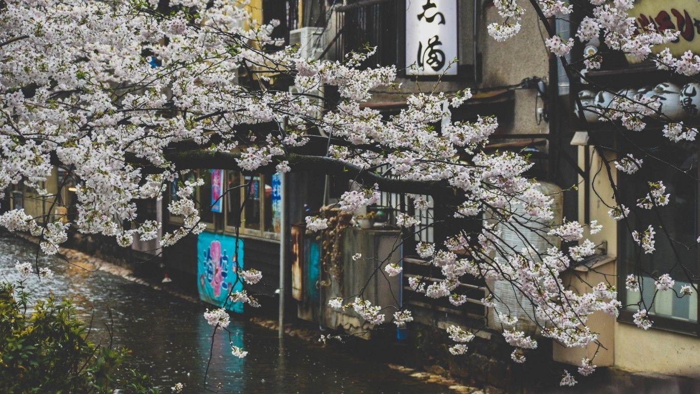 1366x768 Download 1366x768 Japan, Cherry Blossom, Street, Raining