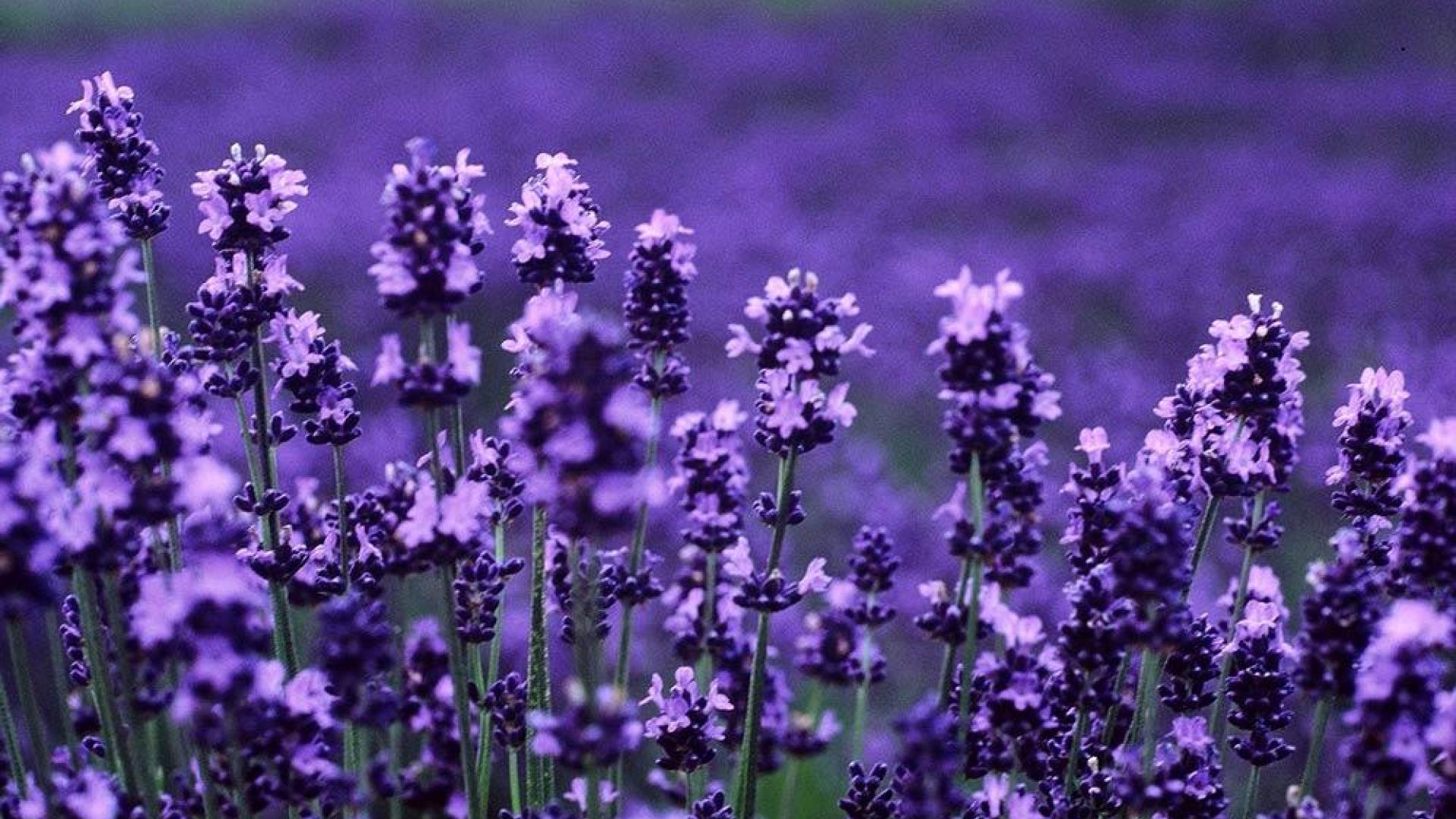 1920x1080 Lavender HD, High Definition, High Quality