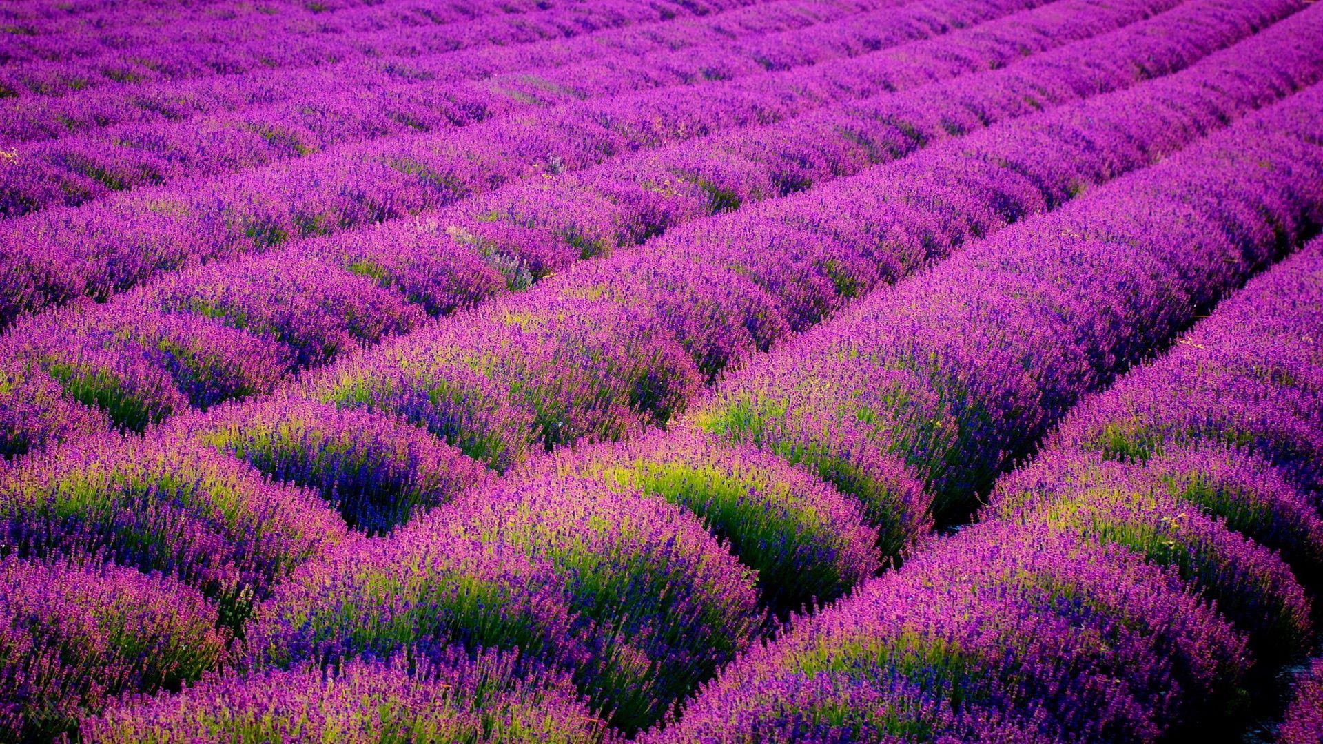 1920x1080 Beautiful Lavender Wallpaper 21778 1920x1080px